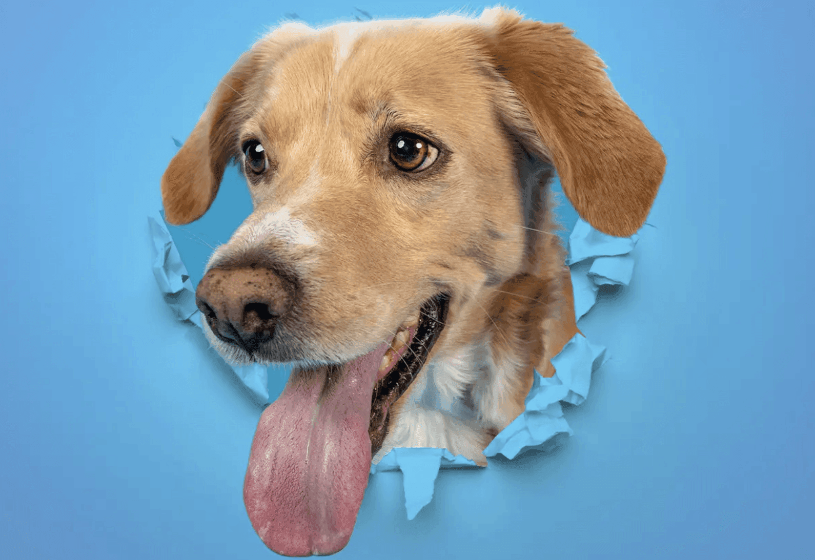 Банер на Best Friends Photo Studio