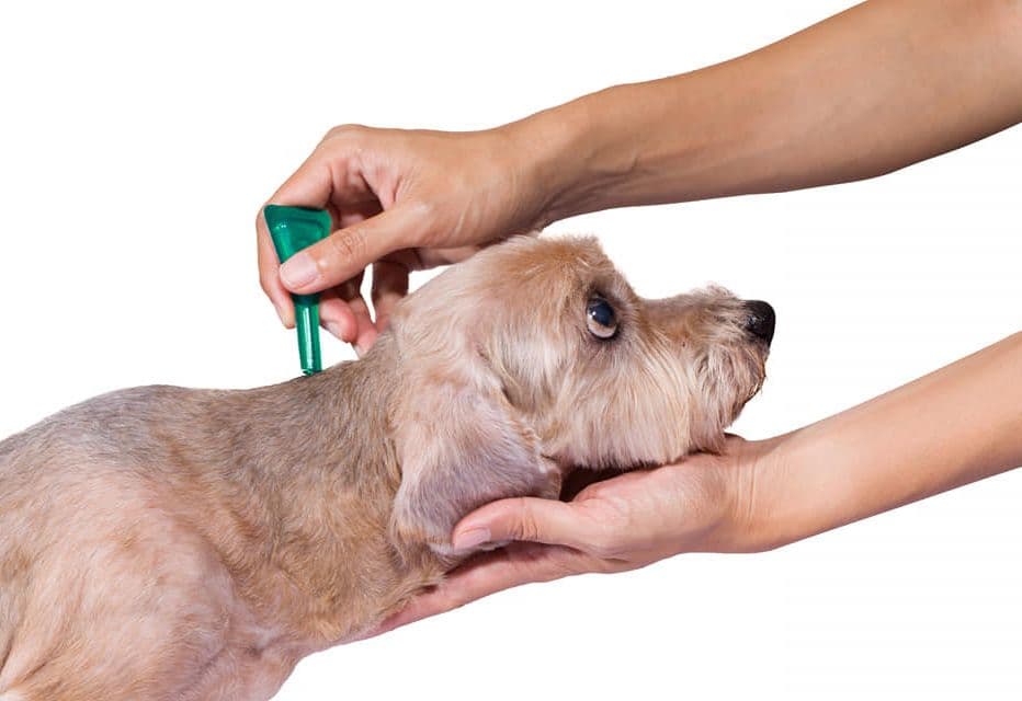 Банер на Ветеринарен кабинет и аптека Света Марина