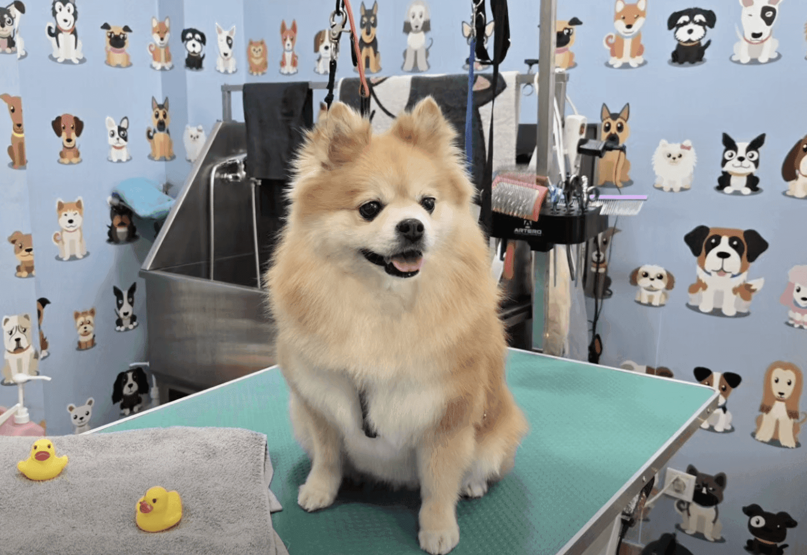 Банер на Груминг салон ЗооФамилия