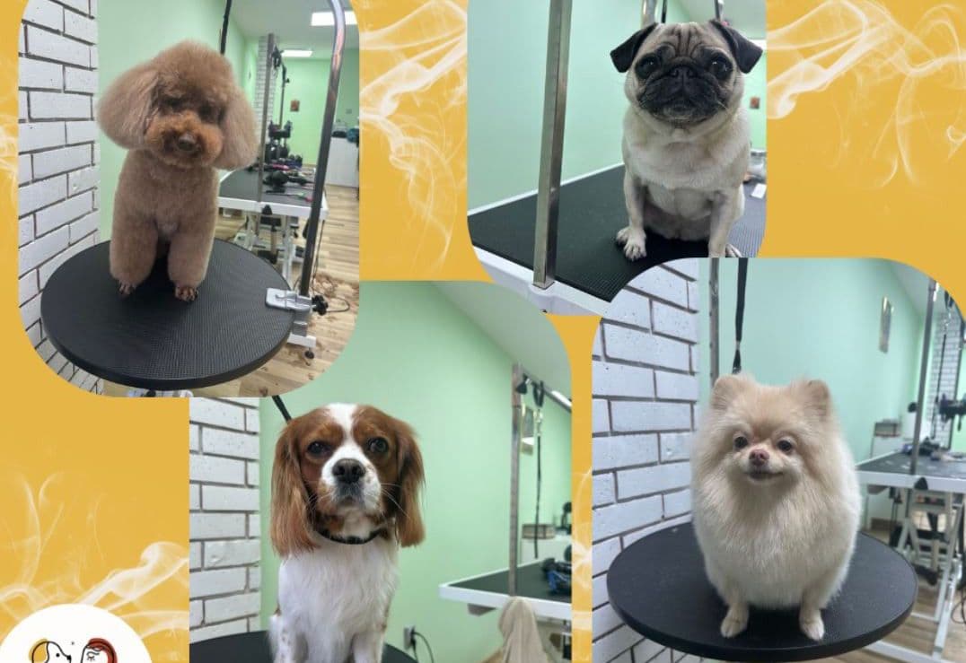 Банер на Jigullett Grooming Salon