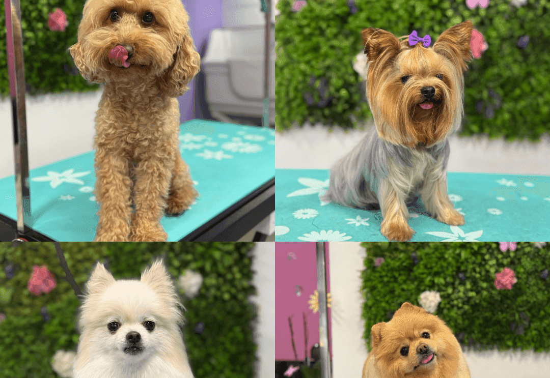 Банер на TopGrooming