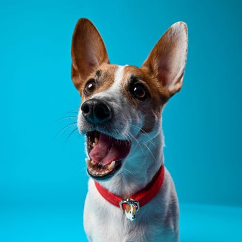 Best Friends Photo Studio