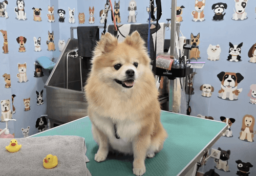 Груминг салон ЗооФамилия