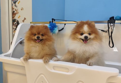 Пух и Прах Grooming Salon