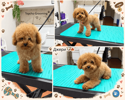 Topcho Grooming